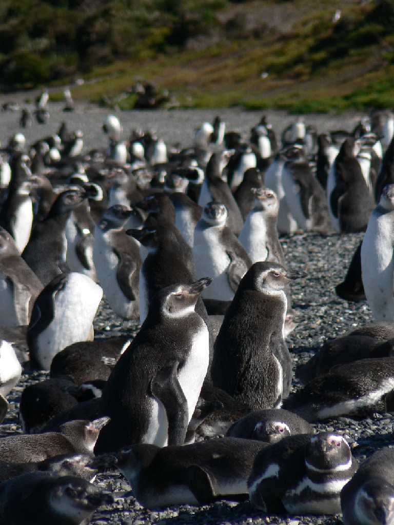 Magellan-Pinguine