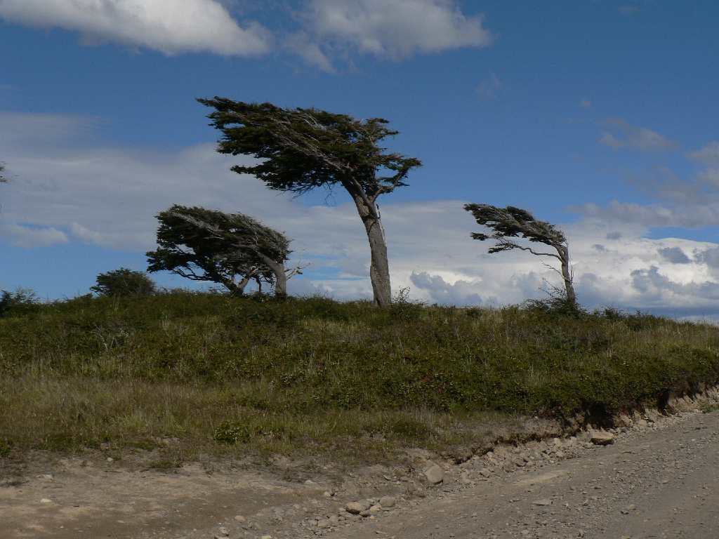 Windbäume