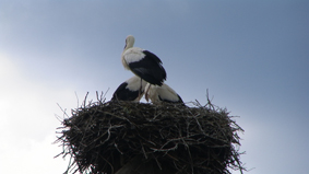 Storchennest