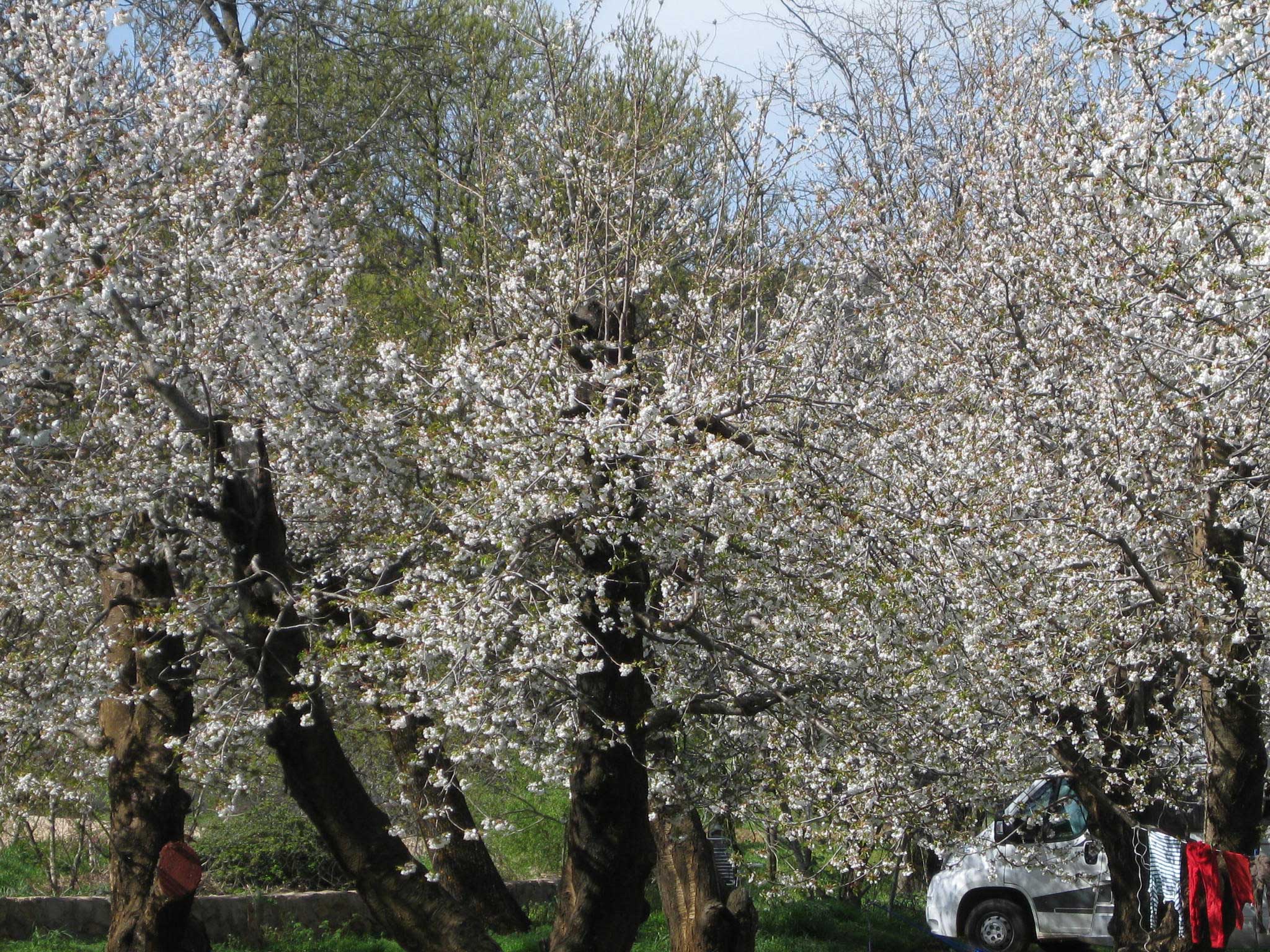 Kirschblüten in Marokko